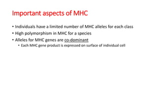 Important aspects of MHC
• Individuals have a limited number of MHC alleles for each class
• High polymorphism in MHC for a species
• Alleles for MHC genes are co-dominant
• Each MHC gene product is expressed on surface of individual cell
 
