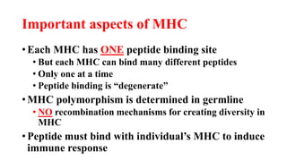 Important aspects of MHC
• Each MHC has ONE peptide binding site
• But each MHC can bind many different peptides
• Only one at a time
• Peptide binding is “degenerate”
• MHC polymorphism is determined in germline
• NO recombination mechanisms for creating diversity in
MHC
• Peptide must bind with individual’s MHC to induce
immune response
 