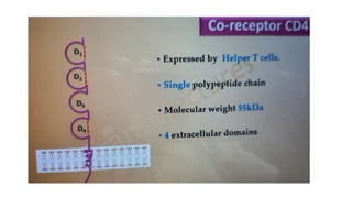 B Cell & T Cell Receptors.pptx