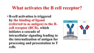 What activates the B cell receptor?
• B-cell activation is triggered
by the binding of ligand
(referred to as antigen) to the B-
cell receptor (BCR), which
initiates a cascade of
intracellular signaling leading to
the internalization of antigen for
processing and presentation to T
cells.
 