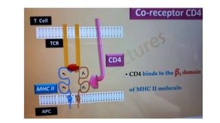 B Cell & T Cell Receptors.pptx