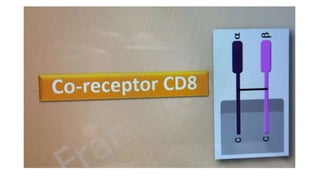 B Cell & T Cell Receptors.pptx