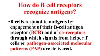 How do B cell receptors
recognize antigens?
•B cells respond to antigens by
engagement of their B-cell antigen
receptor (BCR) and of co-receptors
through which signals from helper T
cells or pathogen-associated molecular
patterns (PAP) are delivered.
 