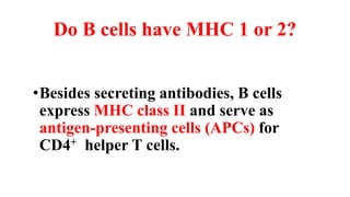 Do B cells have MHC 1 or 2?
•Besides secreting antibodies, B cells
express MHC class II and serve as
antigen-presenting cells (APCs) for
CD4+ helper T cells.
 