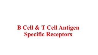 B Cell & T Cell Antigen
Specific Receptors
 