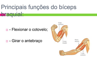  - Flexionar o cotovelo;
 - Girar o antebraço
Principais funções do bíceps
braquial:
 