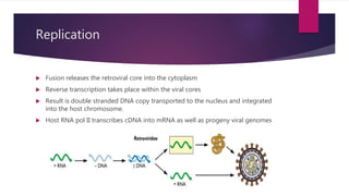 Replication
 Fusion releases the retroviral core into the cytoplasm
 Reverse transcription takes place within the viral cores
 Result is double stranded DNA copy transported to the nucleus and integrated
into the host chromosome.
 Host RNA pol II transcribes cDNA into mRNA as well as progeny viral genomes
 