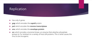 Replication
 Has only 4 genes
 gag, which encodes the capsid protein
 pol, which encodes the reverse transcriptase
 env, which encodes the envelope protein
 src, which encodes a tyrosine kinase, an enzyme that attaches phosphate
groups to Tyr residues on a variety of host cell proteins. This is what causes the
virus to be oncogenic.
 