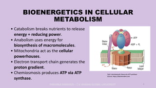 Bioenergetics and Thermodynamics Basics! | PDF