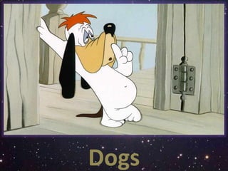 Dogs 
 
