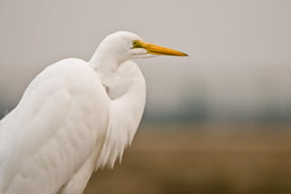 Bolsa Chica - Great Egrets