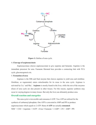 Figure 1: Outline of urea cycle.
4. Cleavage of arginosuccinate
Arginosuccinase cleaves arginosuccinate to give arginine and fumarate. Arginine is the
immediate precursor for urea. Fumarate liberated here provides a connecting link with TCA
cycle, gluconeogenesis etc.
5. Formation of urea
Arginase is the fifth and final enzyme that cleaves arginine to yield urea and ornithine.
Ornithine, so regenerated, enters mitochondria for its reuse in the urea cycle. Arginase is
activated by Co2
+
and Mn2
+
. Arginase is mostly found in the liver, while the rest of the enzymes
(four) of urea cycle are also present in other tissues. For this reason, arginine synthesis may
occur to varying degrees in many tissues. But only the liver can ultimately produce urea.
Overall reaction and energetics
The urea cycle is irreversible and consumes 4 ATP. Two ATP are utilized for the
synthesis of carbamoyl phosphate. One ATP is converted to AMP and PPi to produce
arginosuccinate which equals to 2 ATP. Hence 4 ATP are actually consumed.
NH4+
+ CO2 + Aspartate + 3ATP →Urea+ Fumarate + 2 ADP + 2 Pi + AMP + PPi
 