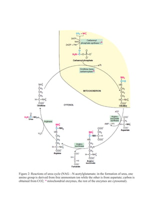 Figure 2: Reactions of urea cycle (NAG—N-acetylglutamate; in the formation of urea, one
amino group is derived from free ammonium ion while the other is from aspartate; carbon is
obtained from CO2; * mitochondrial enzymes, the rest of the enzymes are cytosomal).
 