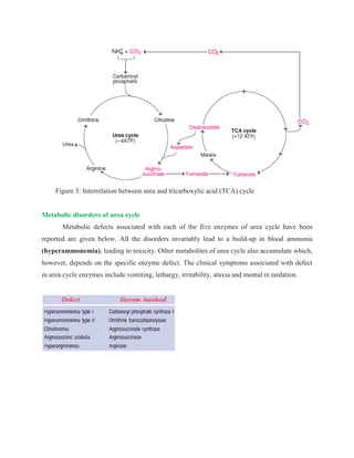 Figure 3: Interrelation between urea and tricarboxylic acid (TCA) cycle
Metabolic disorders of urea cycle
Metabolic defects associated with each of the five enzymes of urea cycle have been
reported are given below. All the disorders invariably lead to a build-up in blood ammonia
(hyperammonemia), leading to toxicity. Other metabolites of urea cycle also accumulate which,
however, depends on the specific enzyme defect. The clinical symptoms associated with defect
in urea cycle enzymes include vomiting, lethargy, irritability, ataxia and mental re tardation.
 