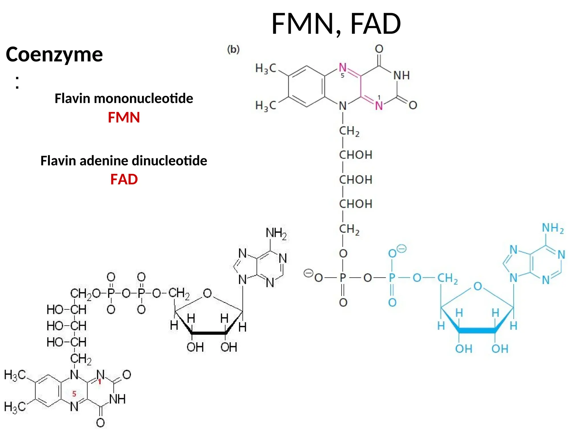 FMN, FAD
Coenzyme
：
Flavin mononucleotide
FMN
Flavin adenine dinucleotide
FAD
 