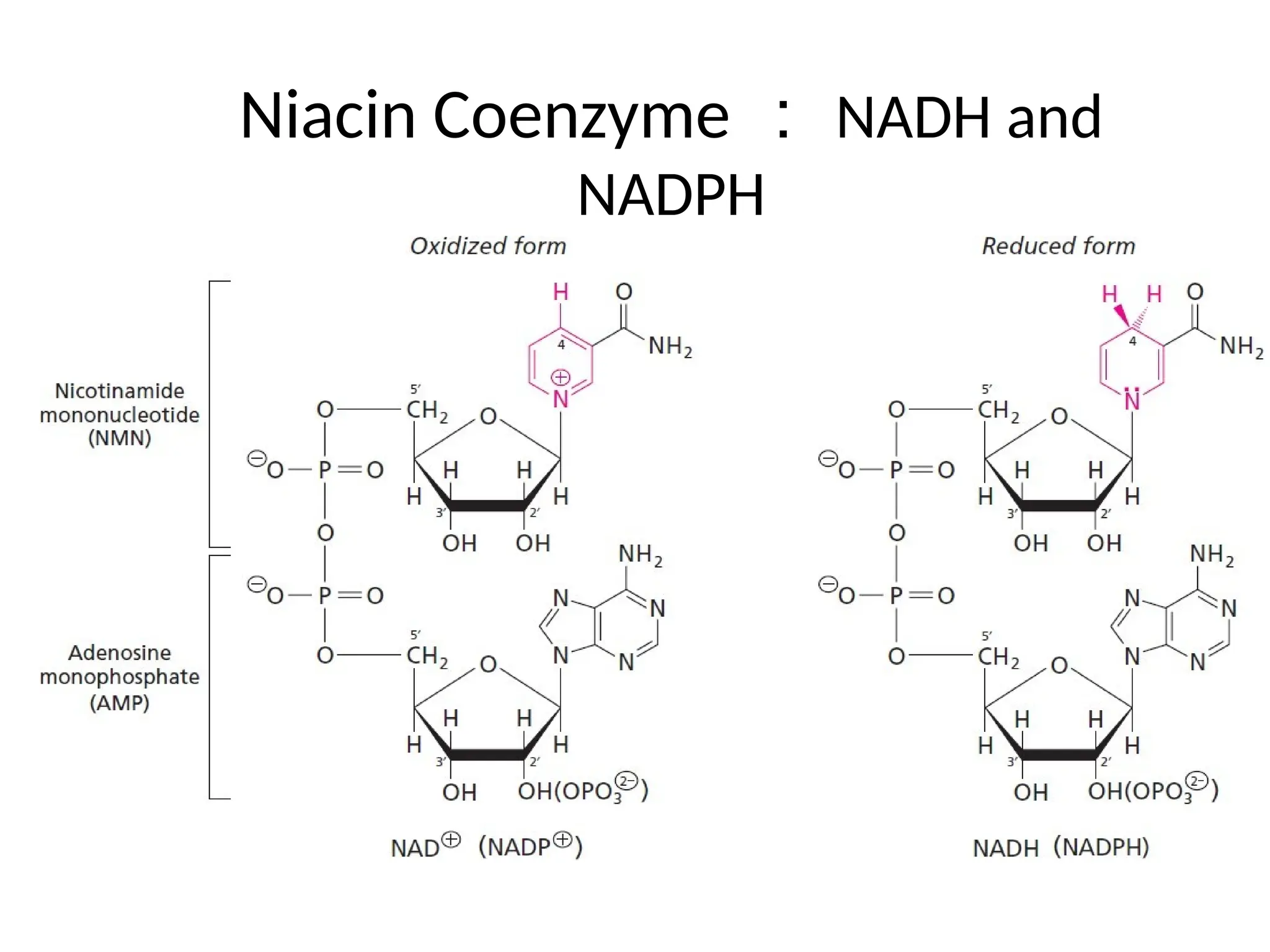 Niacin Coenzyme ： NADH and
NADPH
 