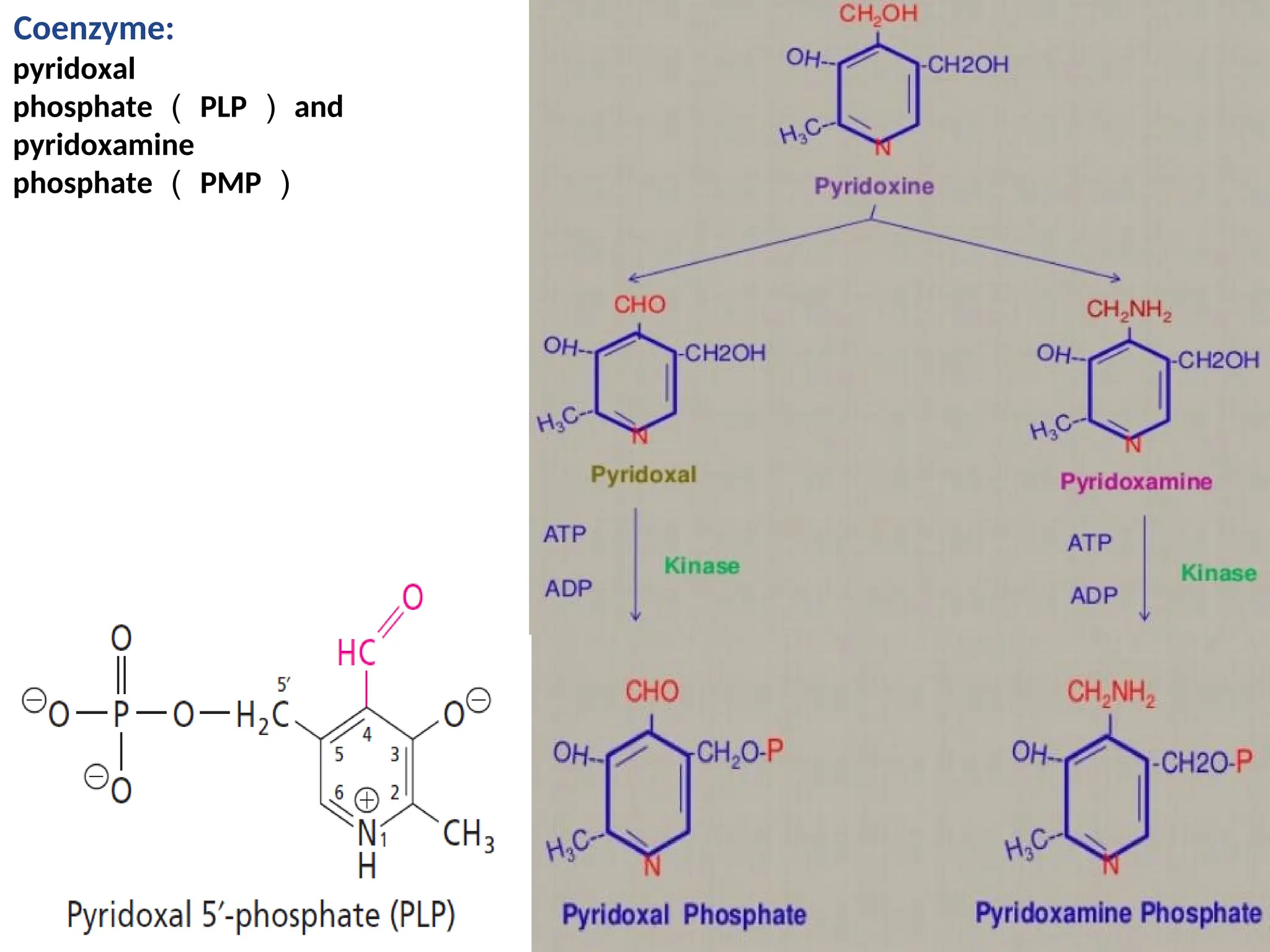 Coenzyme:
pyridoxal
phosphate （ PLP ） and
pyridoxamine
phosphate （ PMP ）
 