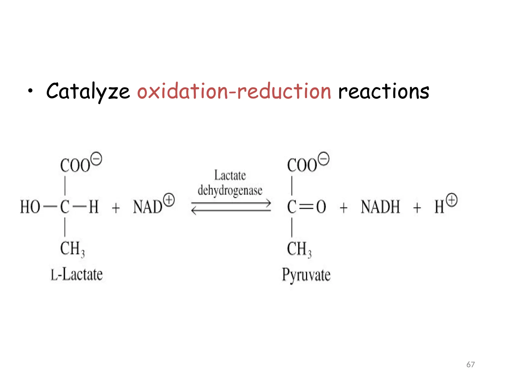 • Catalyze oxidation-reduction reactions
67
 