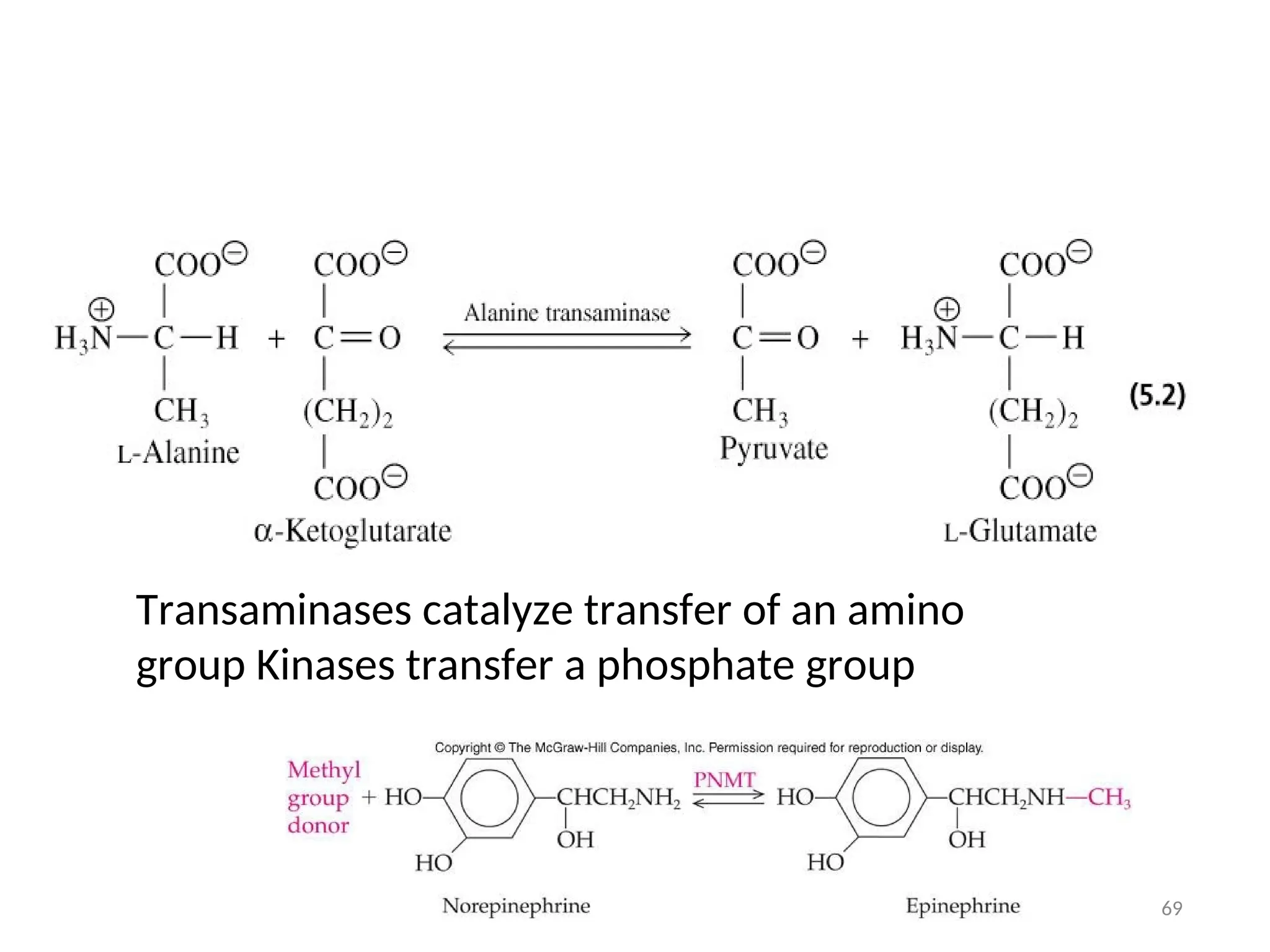 Transaminases catalyze transfer of an amino
group Kinases transfer a phosphate group
69
 