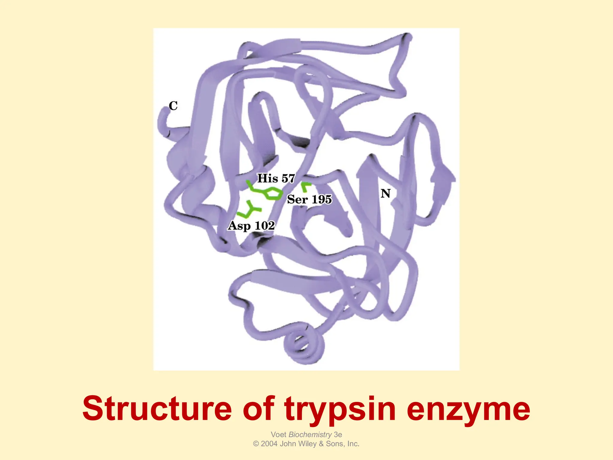 Structure of trypsin enzyme
Voet Biochemistry 3e
© 2004 John Wiley & Sons, Inc.
 
