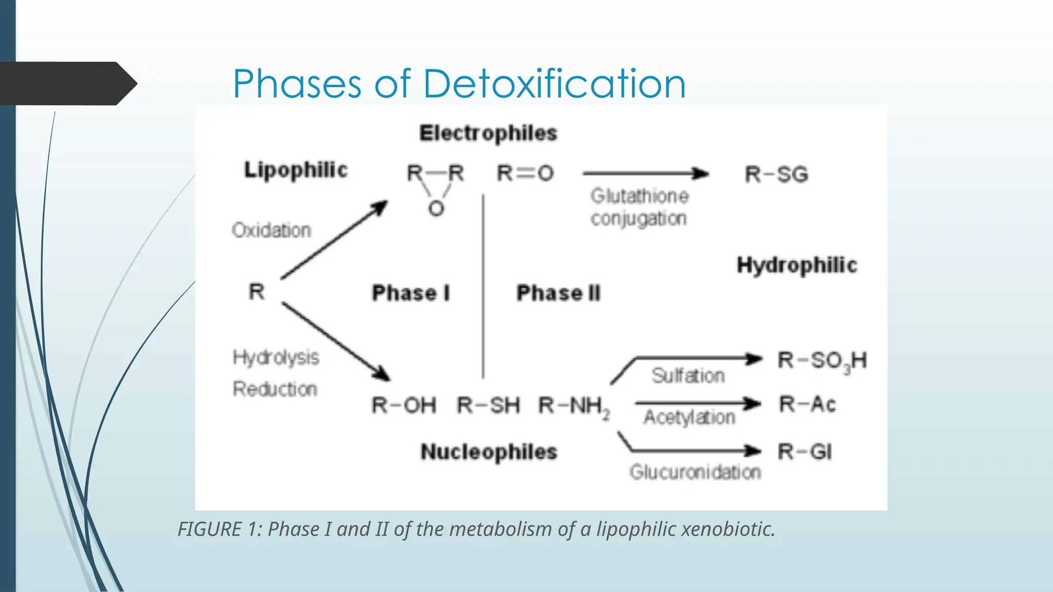 glutathione conjugation ppt BCH 437_Biochemical Pharmacology-updated.pptx 5 Best Peptides for Fitness & Weight Loss Größe:1 Kilogramm (2.2 lbs)