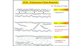 Polymerase chain reaction and its types. | PDF