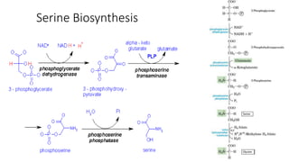 Comprehensive Overview of Amino Acid Biosynthesis Pathways and ...