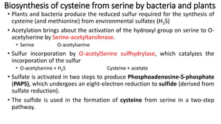 Comprehensive Overview of Amino Acid Biosynthesis Pathways and ...