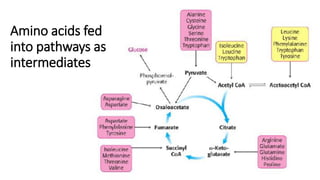 Comprehensive Overview of Amino Acid Biosynthesis Pathways and ...