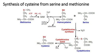 Comprehensive Overview of Amino Acid Biosynthesis Pathways and ...
