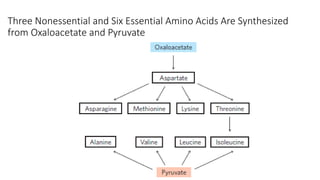 Comprehensive Overview of Amino Acid Biosynthesis Pathways and ...