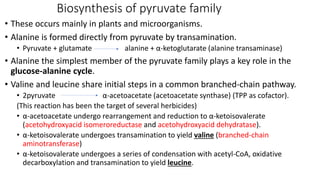 Comprehensive Overview of Amino Acid Biosynthesis Pathways and ...