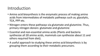 Comprehensive Overview of Amino Acid Biosynthesis Pathways and ...
