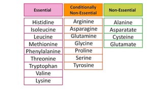 Comprehensive Overview of Amino Acid Biosynthesis Pathways and ...