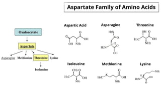 Comprehensive Overview of Amino Acid Biosynthesis Pathways and ...