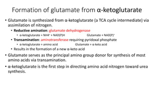 Comprehensive Overview of Amino Acid Biosynthesis Pathways and ...