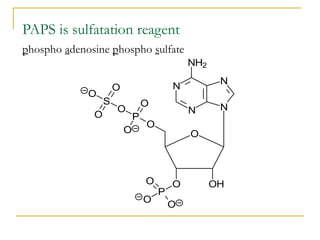 BCHM 423 (Metabolism of Drugs and Xenobiotics).pptx