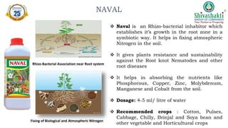  Naval is an Rhizo-bacterial inhabitor which
establishes it’s growth in the root zone in a
symbiotic way. It helps in fixing atmospheric
Nitrogen in the soil.
 It gives plants resistance and sustainability
against the Root knot Nematodes and other
root diseases
 It helps in absorbing the nutrients like
Phosphorous, Copper, Zinc, Molybdenum,
Manganese and Cobalt from the soil.
 Dosage: 4-5 ml/ litre of water
 Recommended crops : Cotton, Pulses,
Cabbage, Chilly, Brinjal and Soya bean and
other vegetable and Horticultural crops
Rhizo-Bacterial Association near Root system
Fixing of Biological and Atmospheric Nitrogen
NAVAL
 
