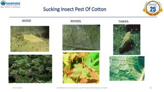 28-12-2022 Confidential- Exclusive for use of Shanmukha Agritec Limited 18
Sucking Insect Pest Of Cotton
JASSID APHIDS THRIPS
 