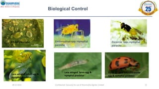 28-12-2022 Confidential- Exclusive for use of Shanmukha Agritec Limited 22
Biological Control
Encarcia spp.-nymphal
parasite
Eretmocerus spp.-nymphal
parasite
Lace winged larva egg &
nymphal predator
Three banded ladybird beetle
egg & nymphal predator
Lace winged adult egg &
nymphal predator
Whitefly Nymphs
 