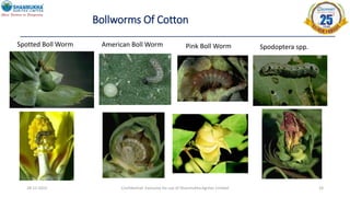 28-12-2022 Confidential- Exclusive for use of Shanmukha Agritec Limited 24
Bollworms Of Cotton
Spotted Boll Worm American Boll Worm Pink Boll Worm Spodoptera spp.
 
