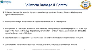 Bollworm Damage & Control
28-12-2022 Confidential- Exclusive for use of Shanmukha Agritec Limited 25
 Bollworm damage the reproductive structures of cotton plants viz. Squares, Flowers & Bolls causing
significant economic loss.
 Spodoptera damages leaves as well as reproductive structures of cotton plants.
 Management of cotton boll worms can be achieved by timing the application of right products at the right
stage of the insect pest viz. Egg stage or early larval instars ( 1st to 3rd instar ). Later instars are difficult to
control and may require high dose.
 Specific Pheromone traps can be used to monitor for control of Pink Bollworm or Americal Bollworm.
 Control can be achieved with Botanical products, Bio-Stimulant product or Chemical Product.
 