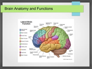 Brain Anatomy and Functions
● Every part of the brain do a specific function
 