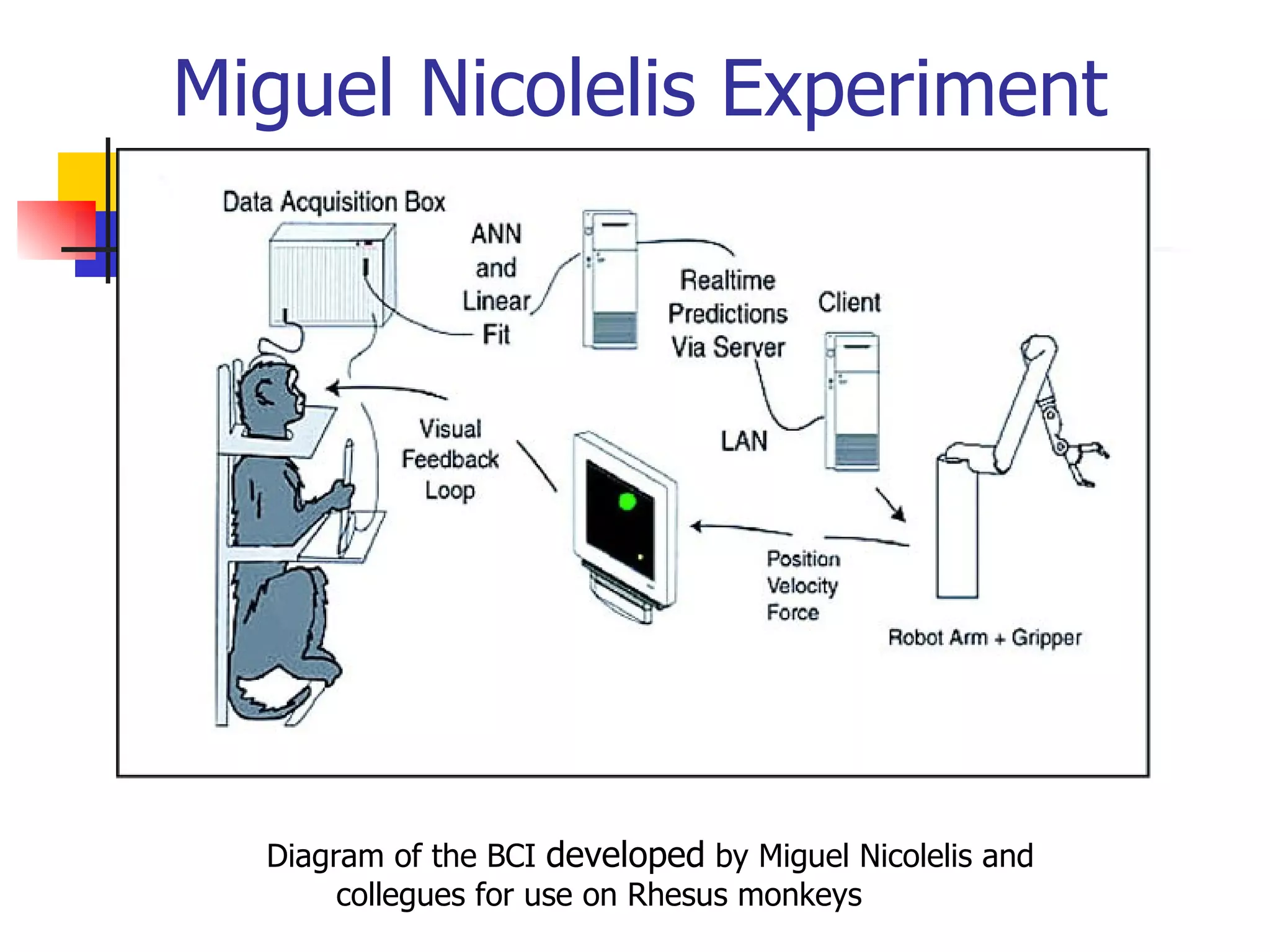 Miguel Nicolelis Experiment Diagram of the BCI  developed  by Miguel Nicolelis and collegues for use on Rhesus monkeys 