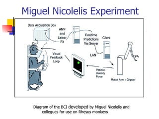 Miguel Nicolelis Experiment Diagram of the BCI  developed  by Miguel Nicolelis and collegues for use on Rhesus monkeys 