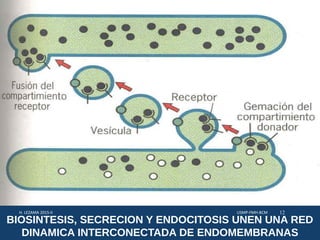 BIOSINTESIS, SECRECION Y ENDOCITOSIS UNEN UNA RED
DINAMICA INTERCONECTADA DE ENDOMEMBRANAS
USMP-FMH-BCMH. LEZAMA 2015-II 12
 