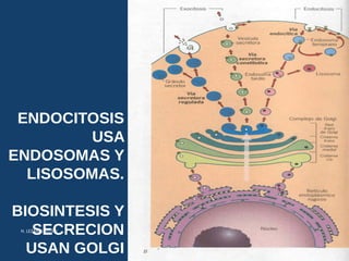 ENDOCITOSIS
USA
ENDOSOMAS Y
LISOSOMAS.
BIOSINTESIS Y
SECRECION
USAN GOLGI
USMP-FMH-BCMH. LEZAMA 2015-II 13
 