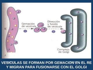 VESICULAS SE FORMAN POR GEMACION EN EL RE
Y MIGRAN PARA FUSIONARSE CON EL GOLGI
USMP-FMH-BCMH. LEZAMA 2015-II 14
 