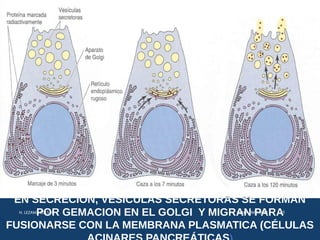 EN SECRECION, VESICULAS SECRETORAS SE FORMAN
POR GEMACION EN EL GOLGI Y MIGRAN PARA
FUSIONARSE CON LA MEMBRANA PLASMATICA (CÉLULAS
USMP-FMH-BCMH. LEZAMA 2015-II 15
 