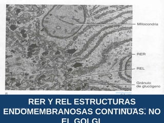 RER Y REL ESTRUCTURAS
ENDOMEMBRANOSAS CONTINUAS. NO
USMP-FMH-BCMH. LEZAMA 2015-II 16
 